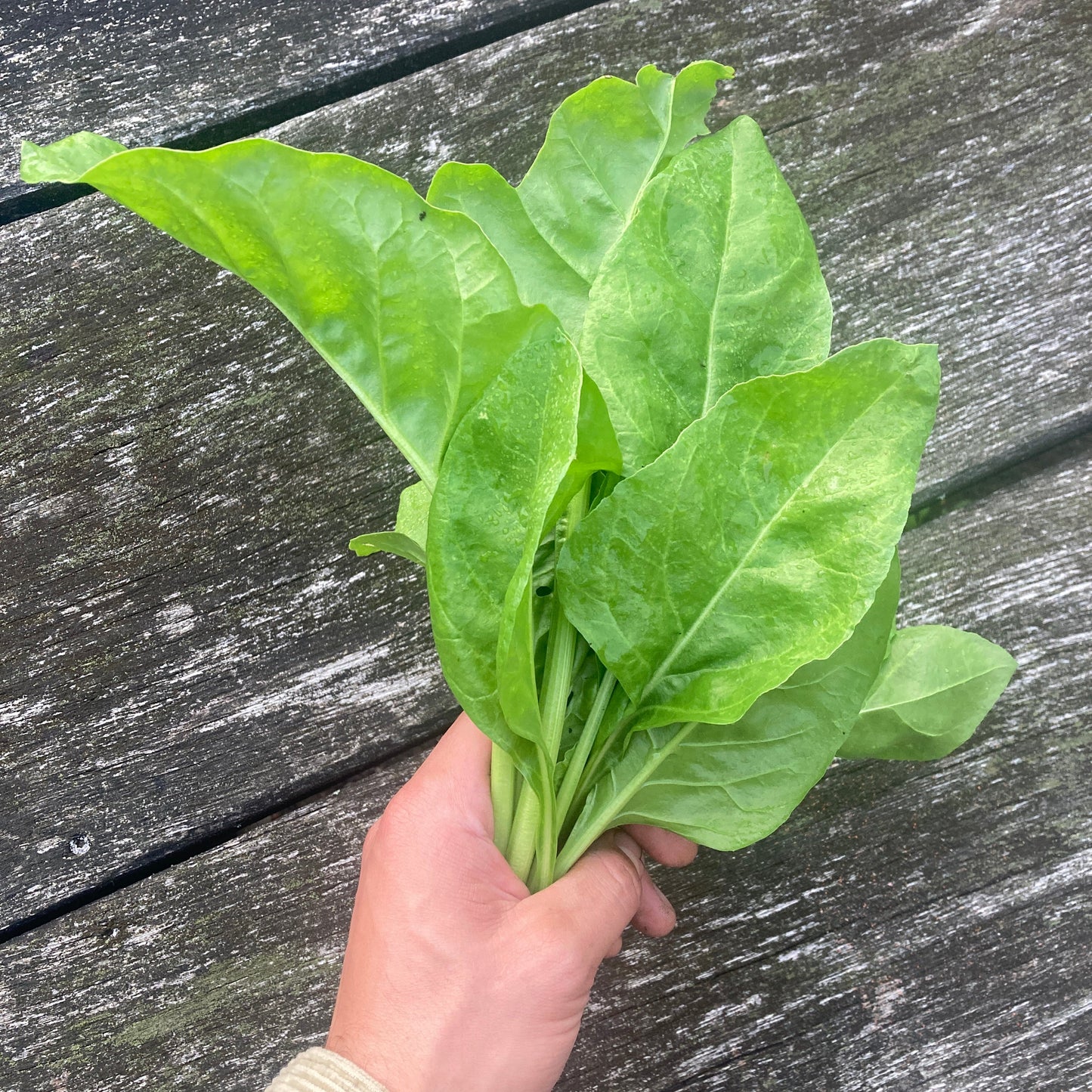 Perpetual Spinach