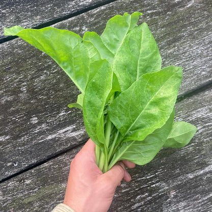 Perpetual Spinach
