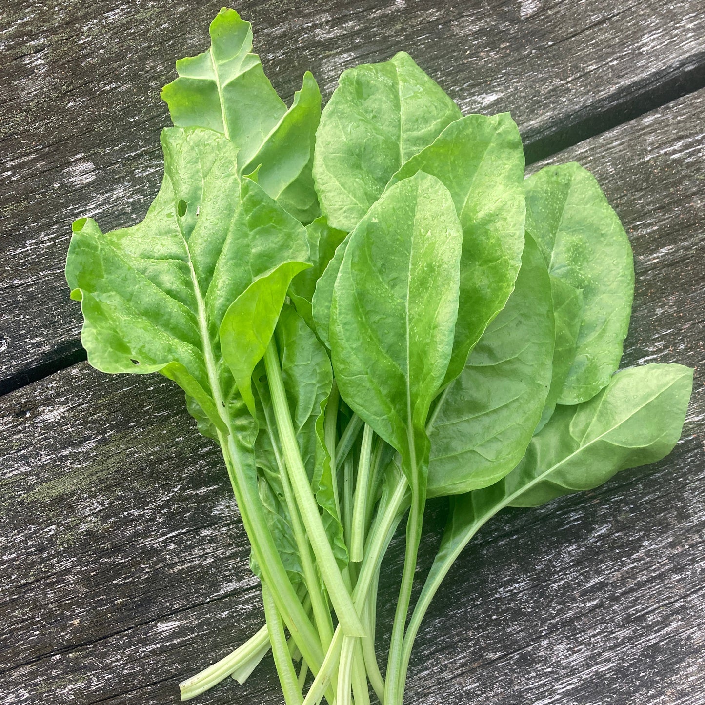 Perpetual Spinach