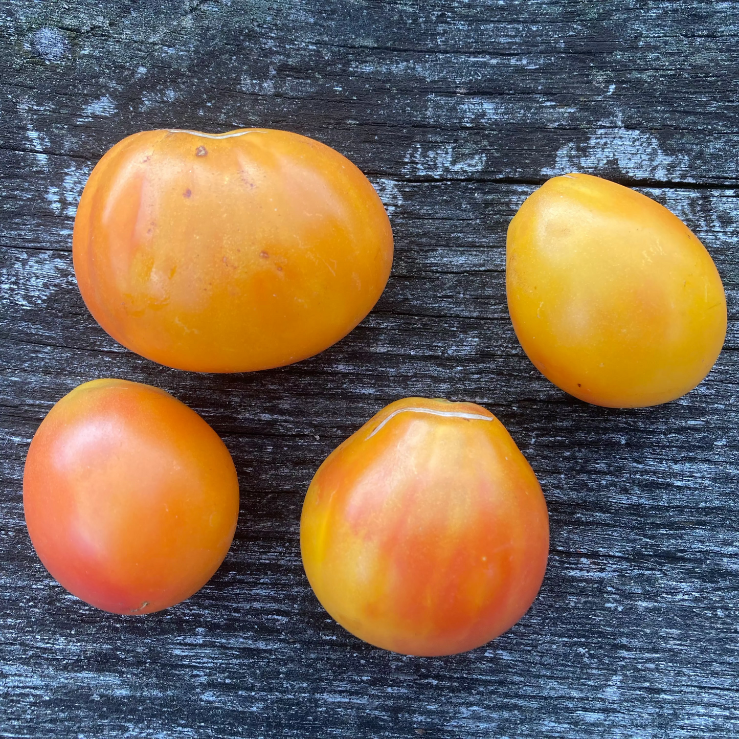 Tomate "Piedmont Pear"