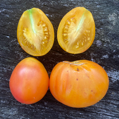 Tomate "Piedmont Pear"