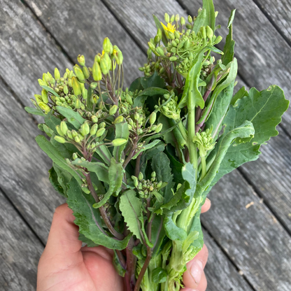 Blattkohl "Rapini Rapidi" (Grex / Population)