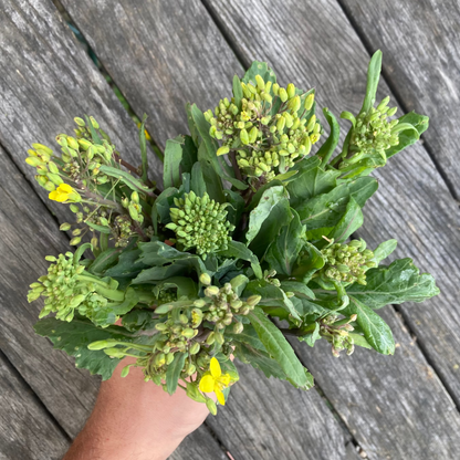 Blattkohl "Rapini Rapidi" (Grex / Population)