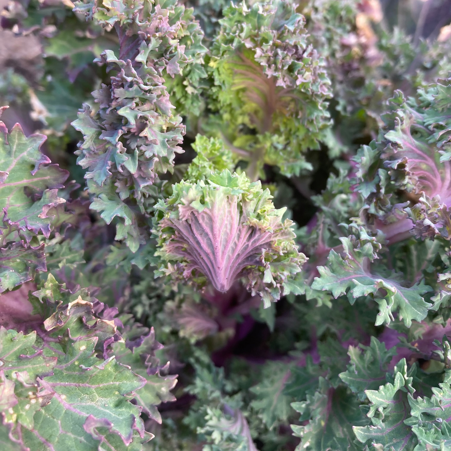 Blattkohl "Rapini Rapidi" (Grex / Population)