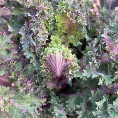 Blattkohl "Rapini Rapidi" (Grex / Population)