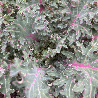 Blattkohl "Rapini Rapidi" (Grex / Population)