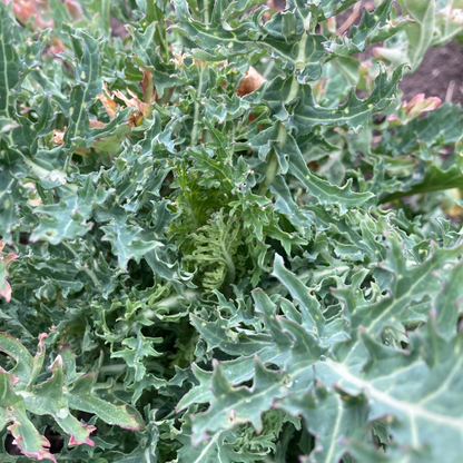 Blattkohl "Rapini Rapidi" (Grex / Population)