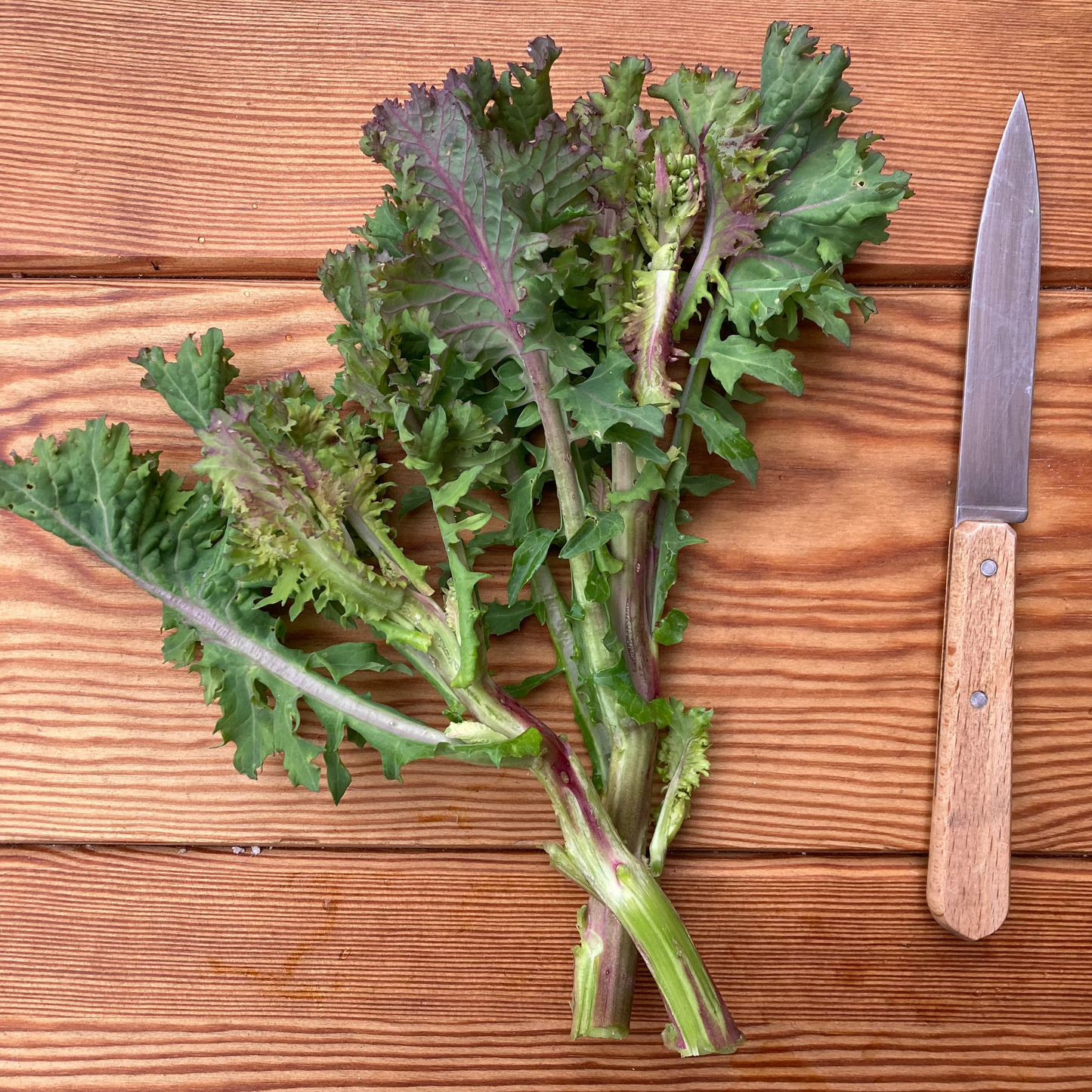 Blattkohl "Rapini Rapidi" (Grex / Population)
