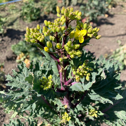 Blattkohl "Rapini Rapidi" (Grex / Population)