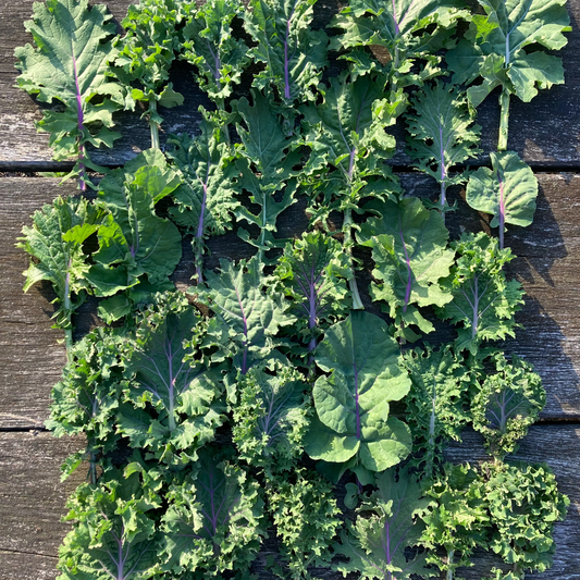 Brassica rapa 