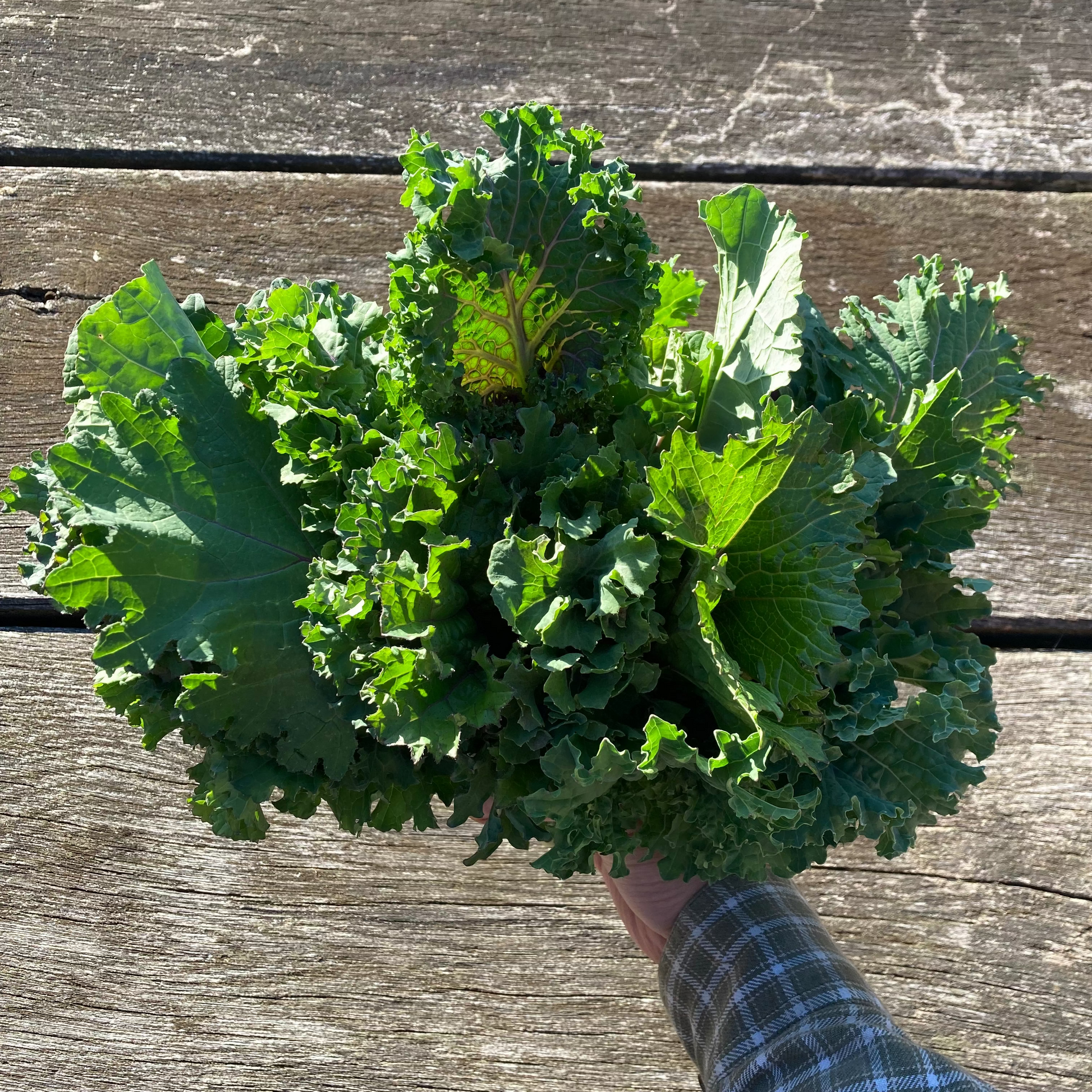 Brassica rapa 