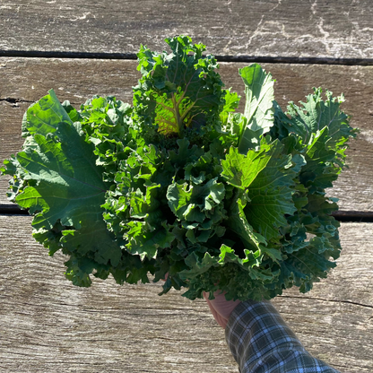 Brassica rapa 