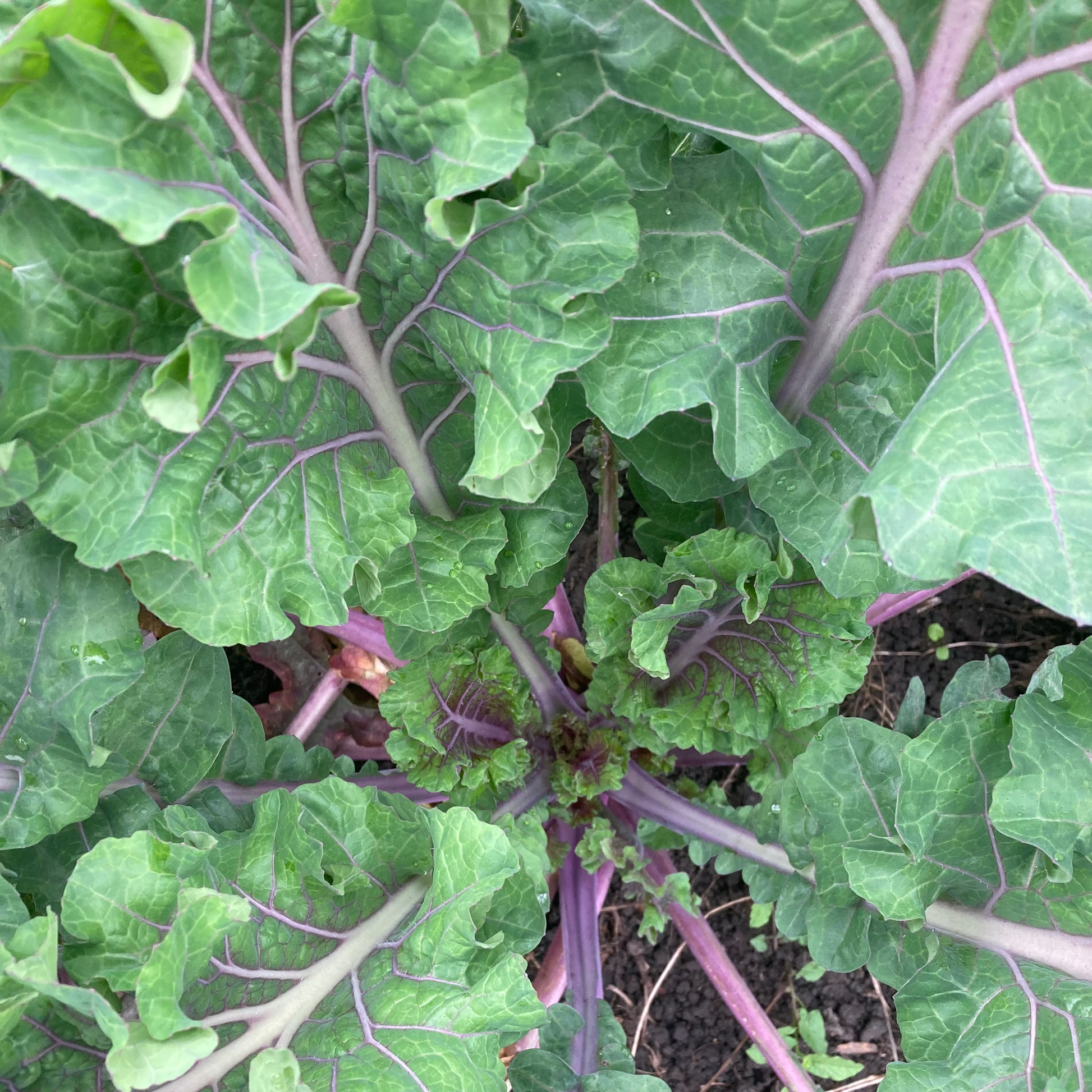 Brassica rapa 