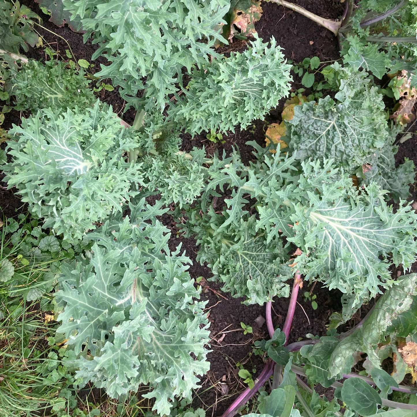 Brassica rapa 