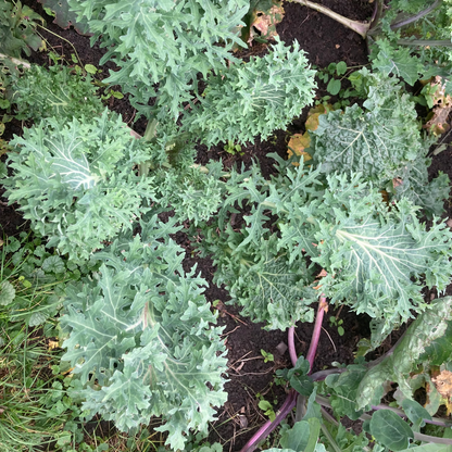 Brassica rapa 