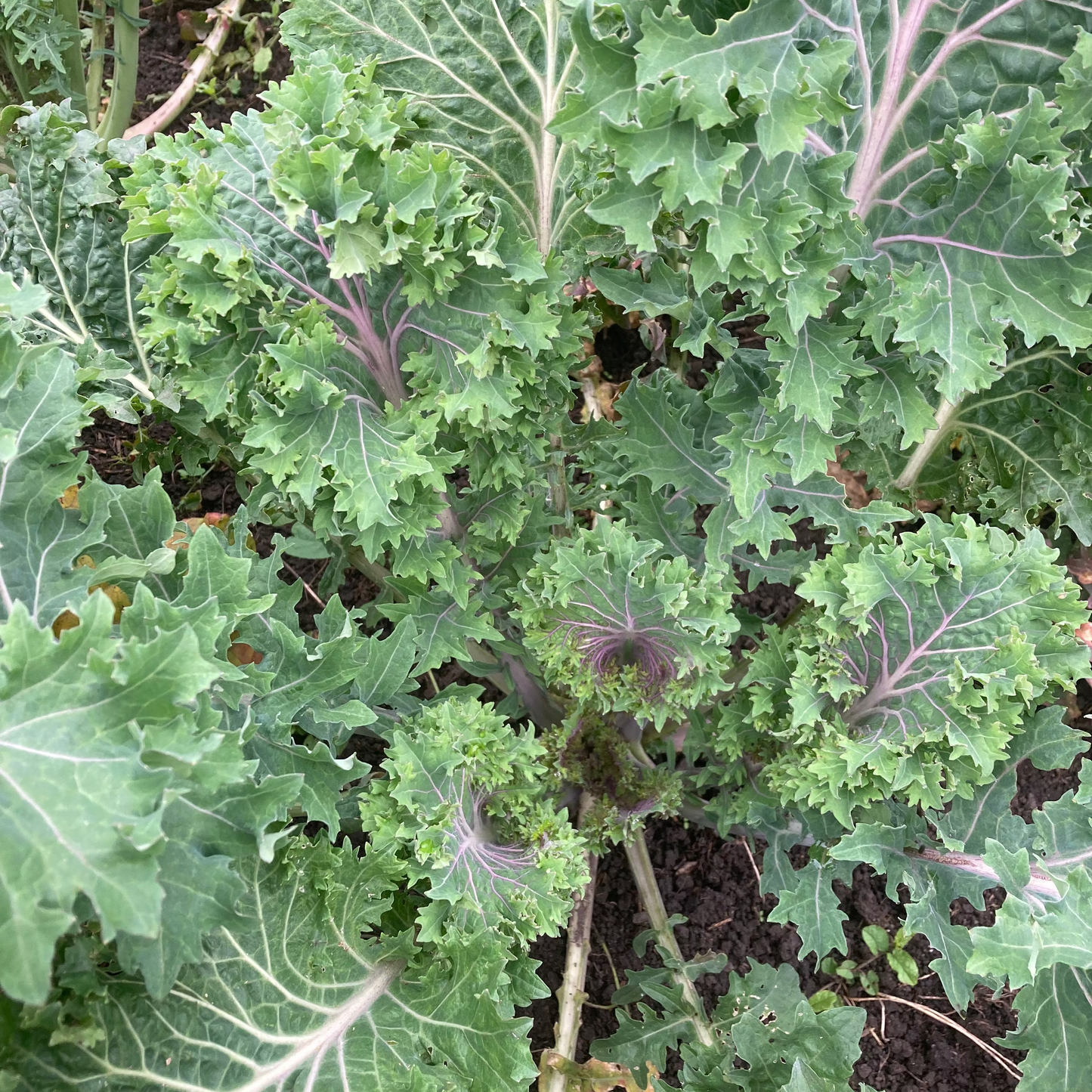 Brassica rapa 