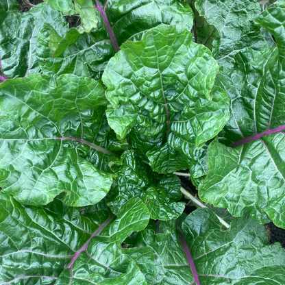 Brassica rapa 