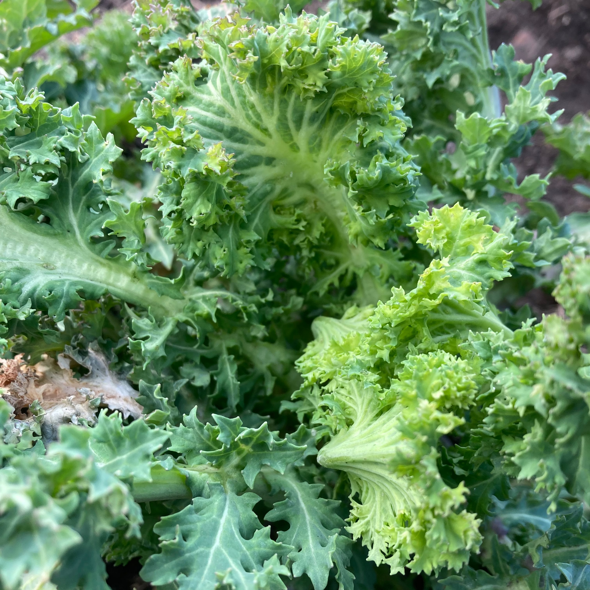 Brassica rapa 
