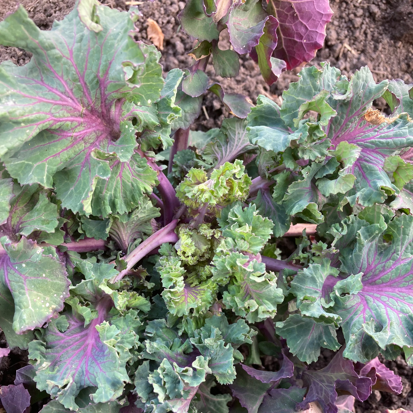 Brassica rapa 