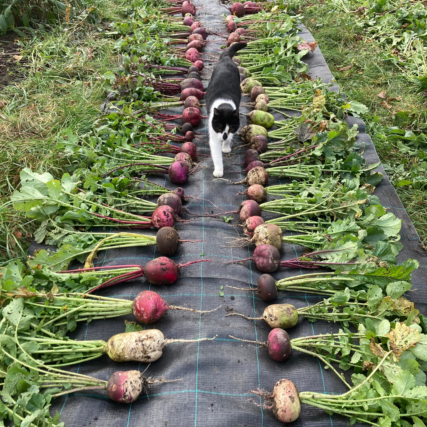 Rettich "Bunter Winter" (Grex / Population)