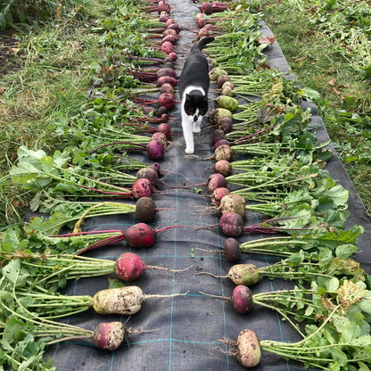 Rettich "Bunter Winter" (Grex / Population)