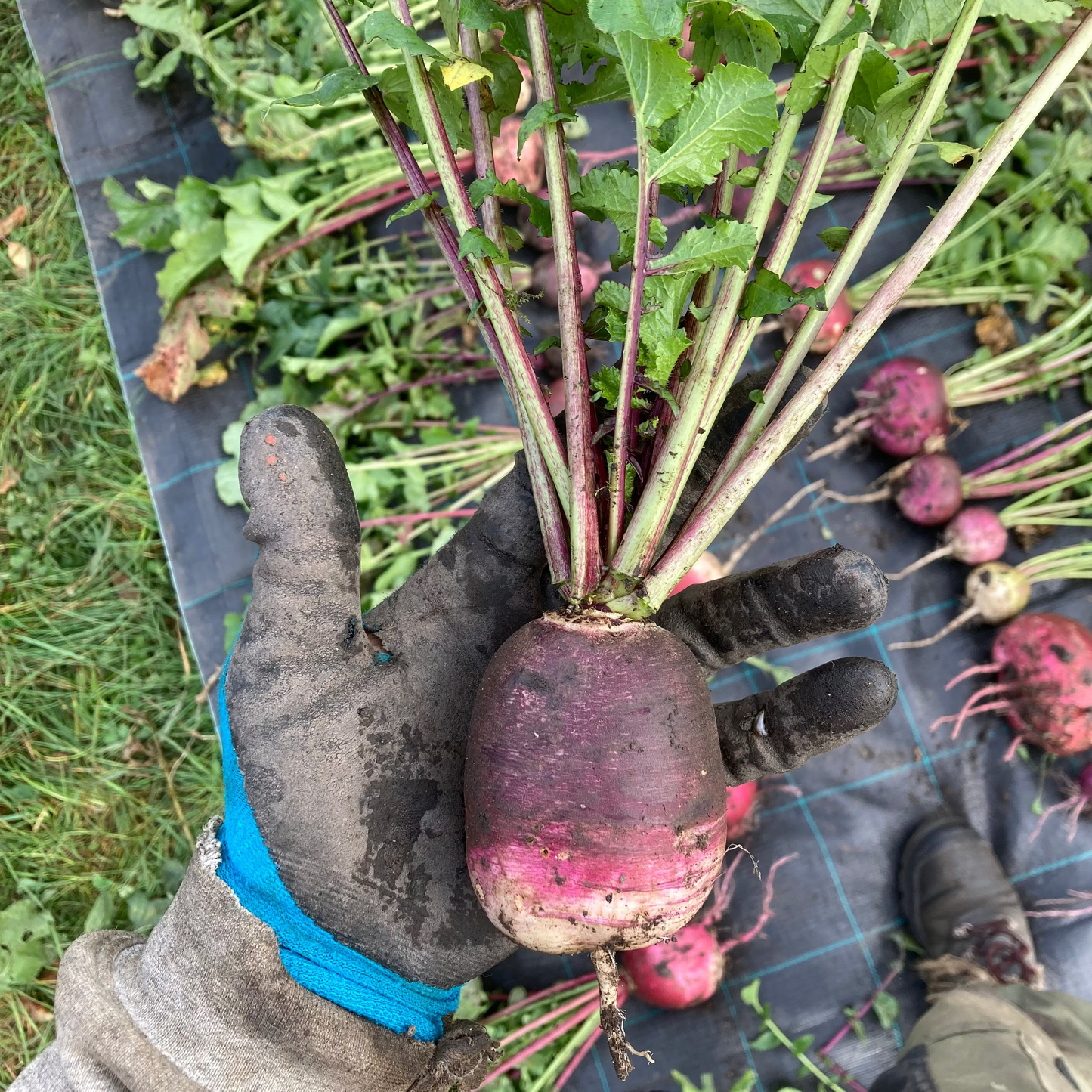 Rettich "Bunter Winter" (Grex / Population)