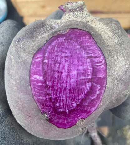 Rettich "Bunter Winter" (Grex / Population)