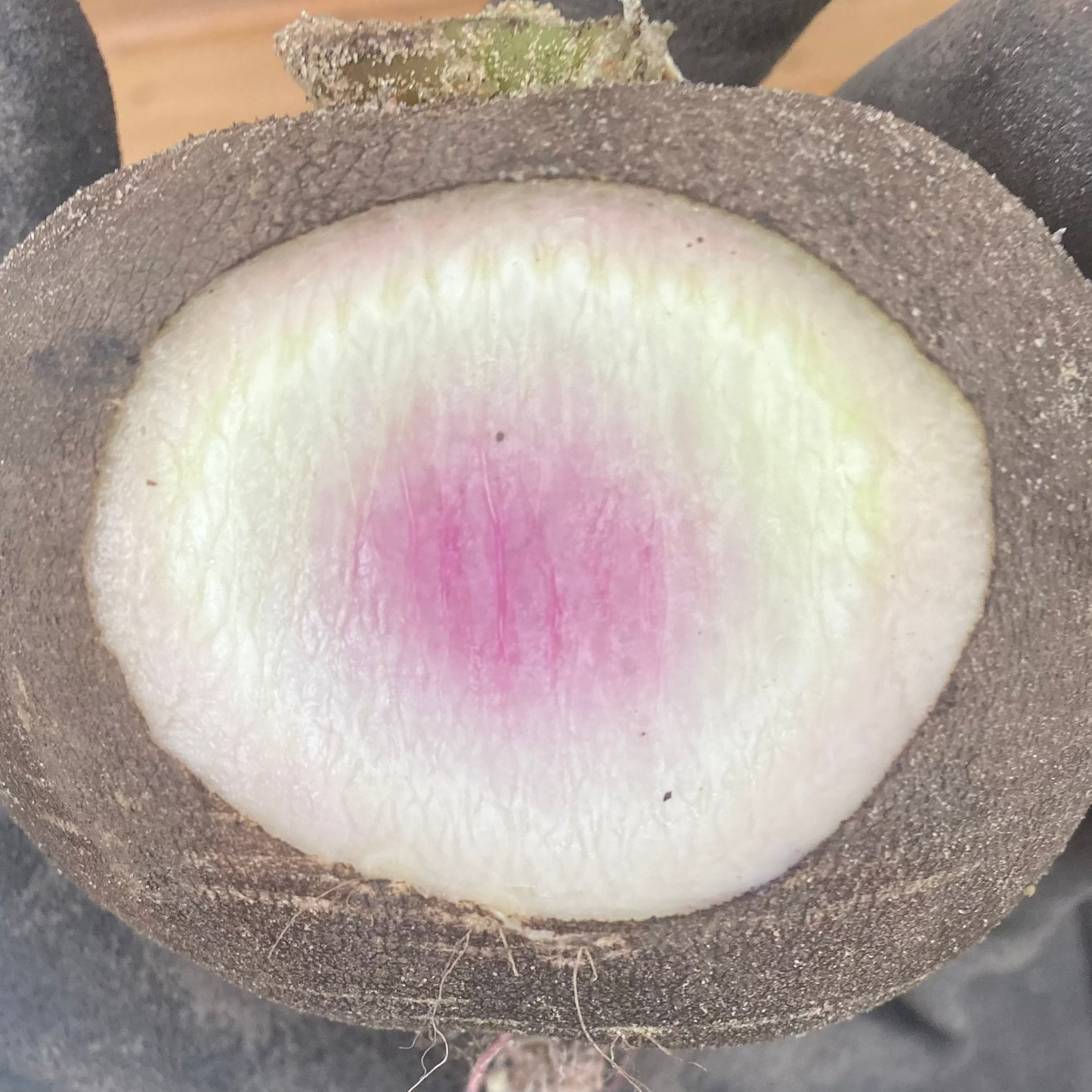 Rettich "Bunter Winter" (Grex / Population)