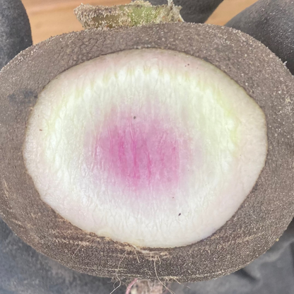 Rettich "Bunter Winter" (Grex / Population)