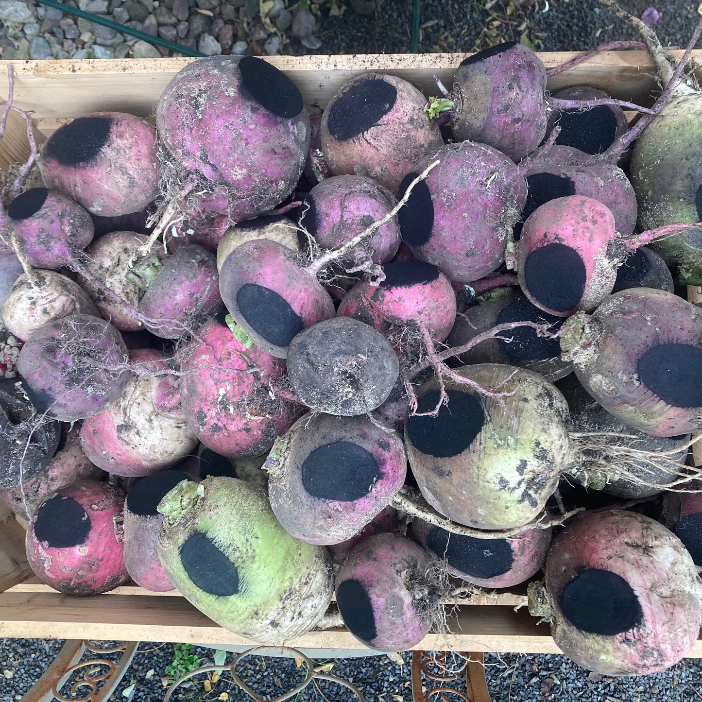 Rettich "Bunter Winter" (Grex / Population)