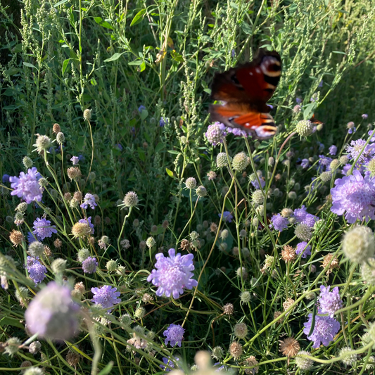 Kleine Duft-Scabiose