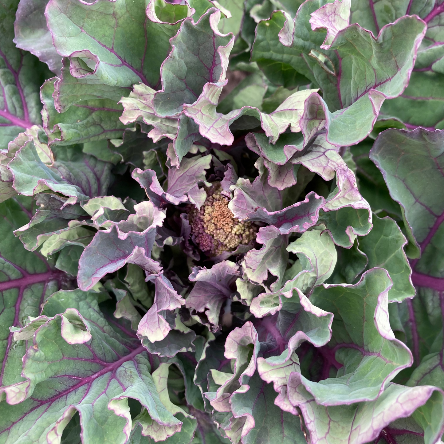Sprouting Broccoli 