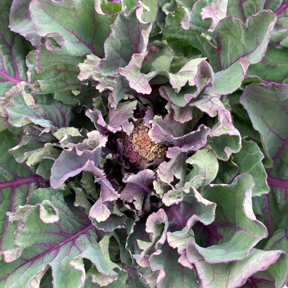 Sprouting Broccoli 