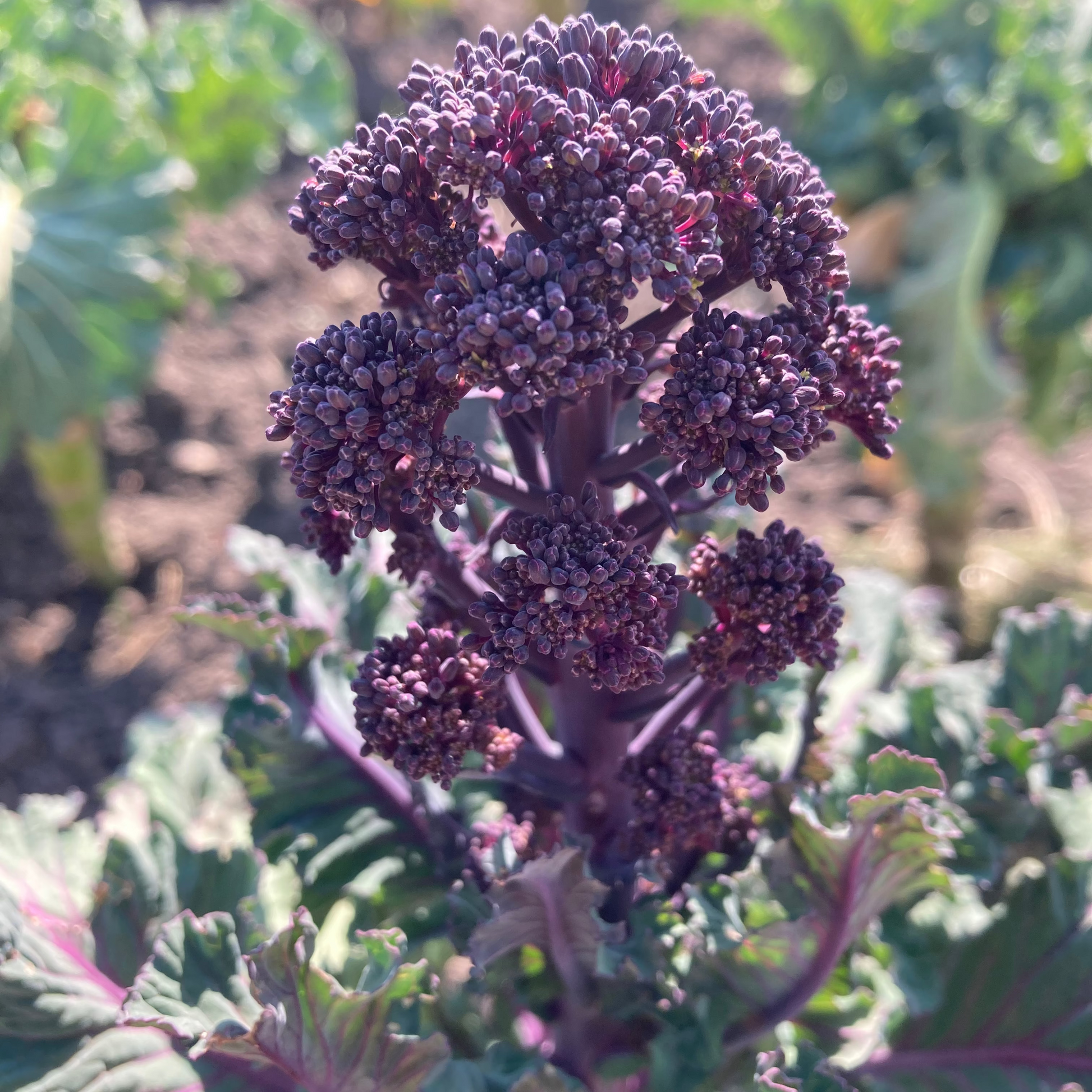 Sprouting Broccoli 