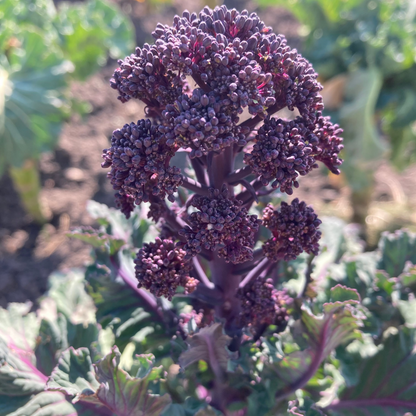 Sprouting Broccoli 