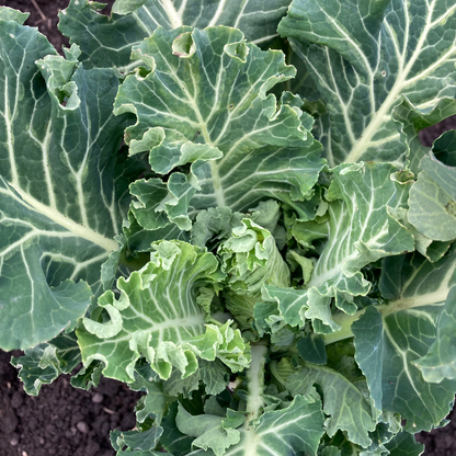 Sprouting Broccoli 