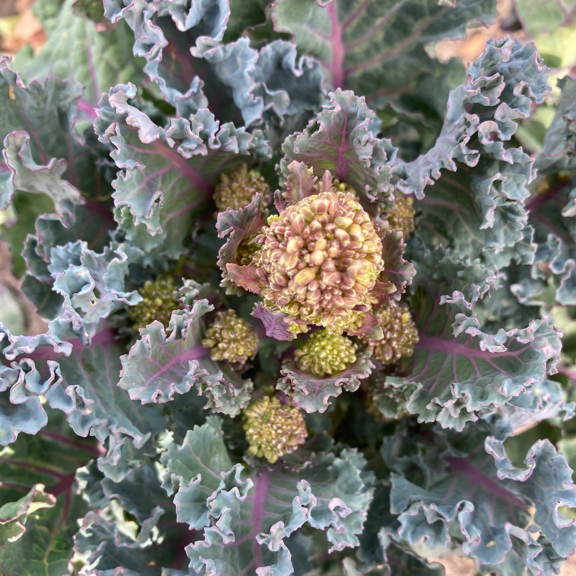 Sprouting Broccoli 