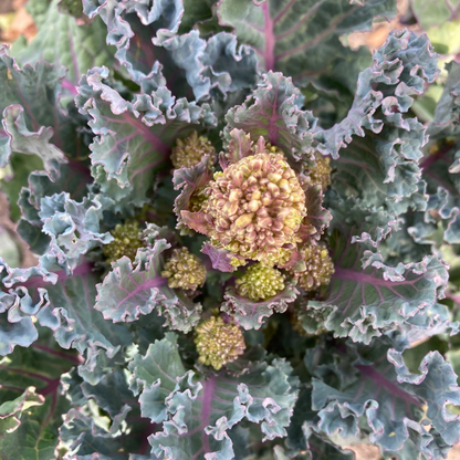 Sprouting Broccoli 