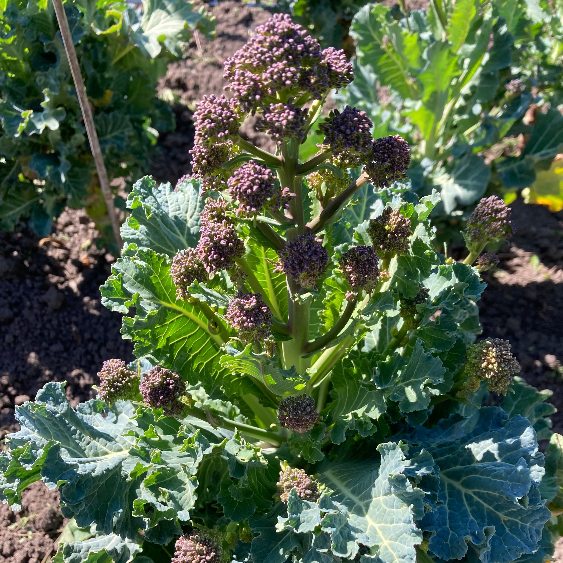 Sprouting Broccoli 
