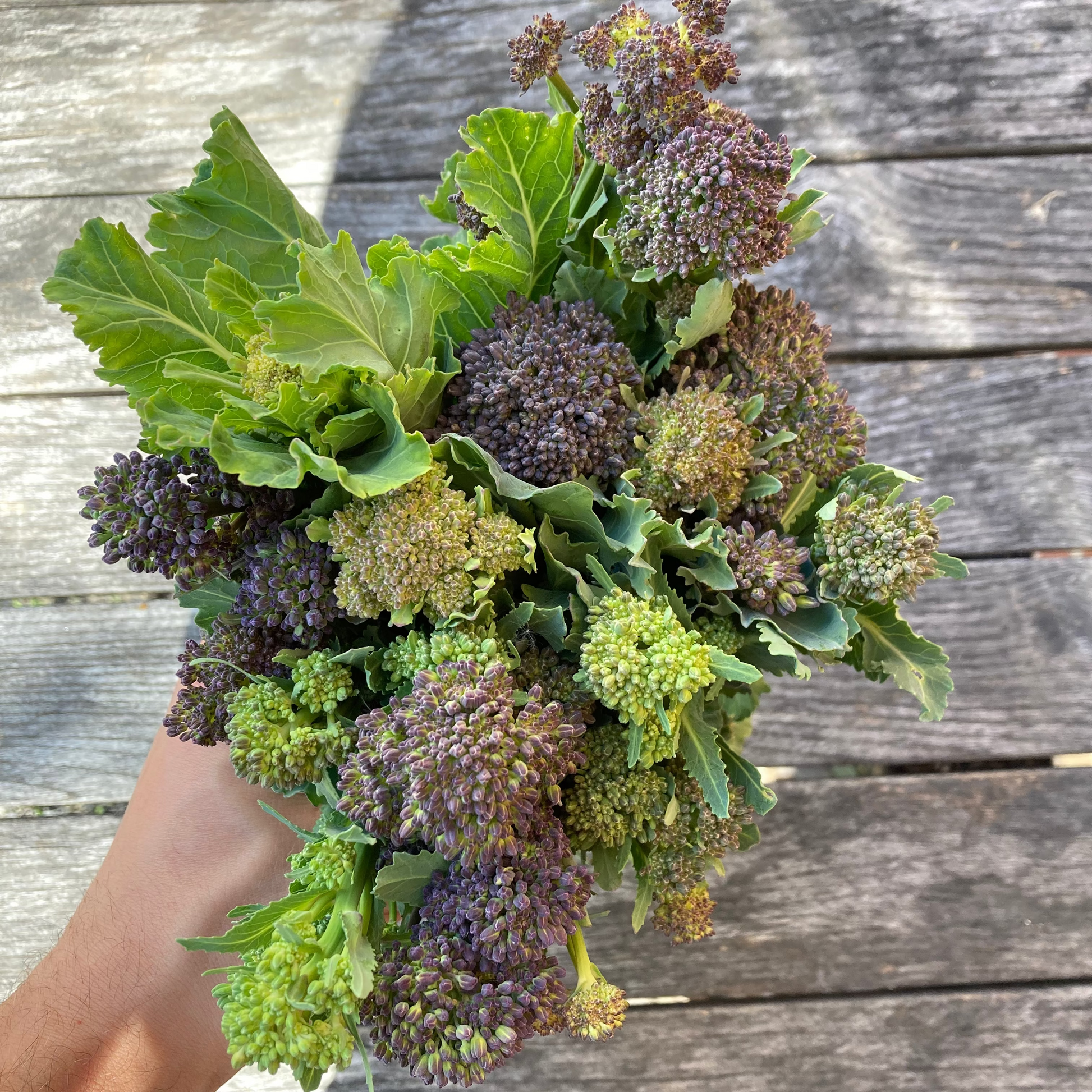 Sprouting Broccoli 