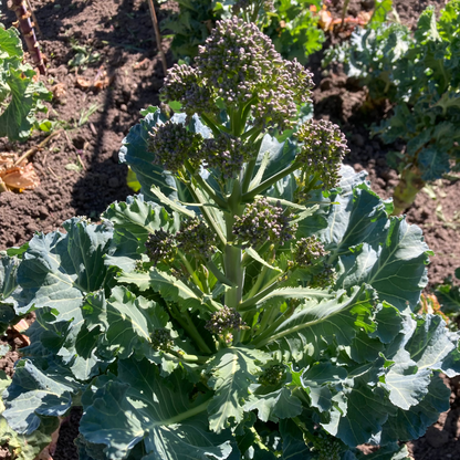 Sprouting Broccoli 
