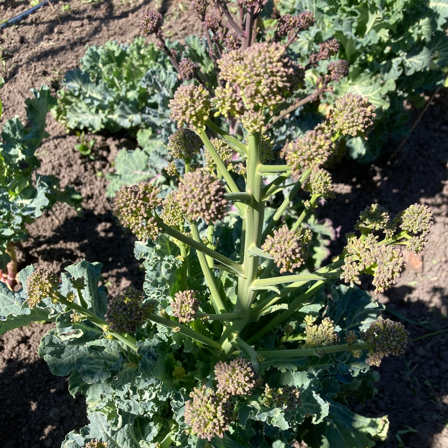 Sprouting Broccoli 