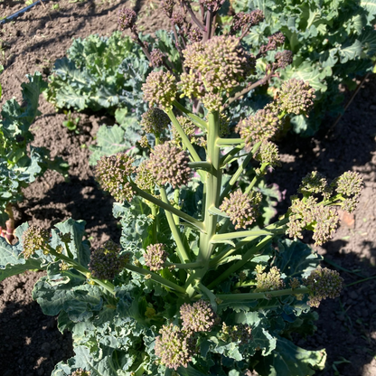 Sprouting Broccoli 