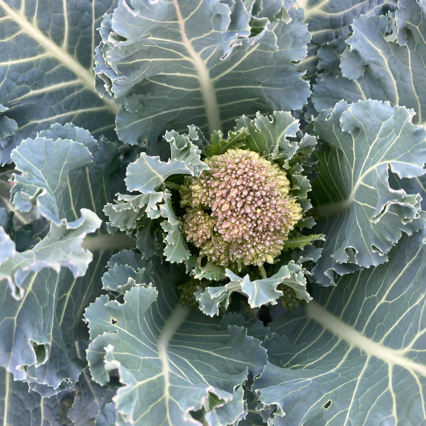 Sprouting Broccoli 