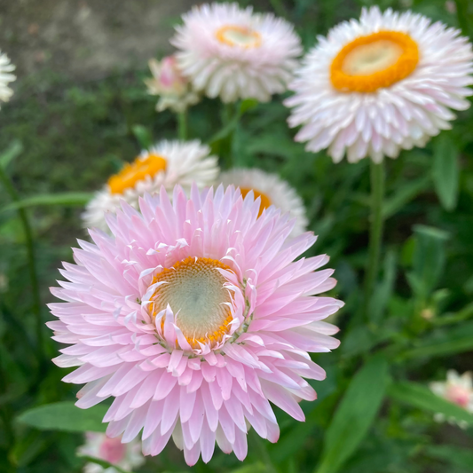 Strohblume Silvery Rose