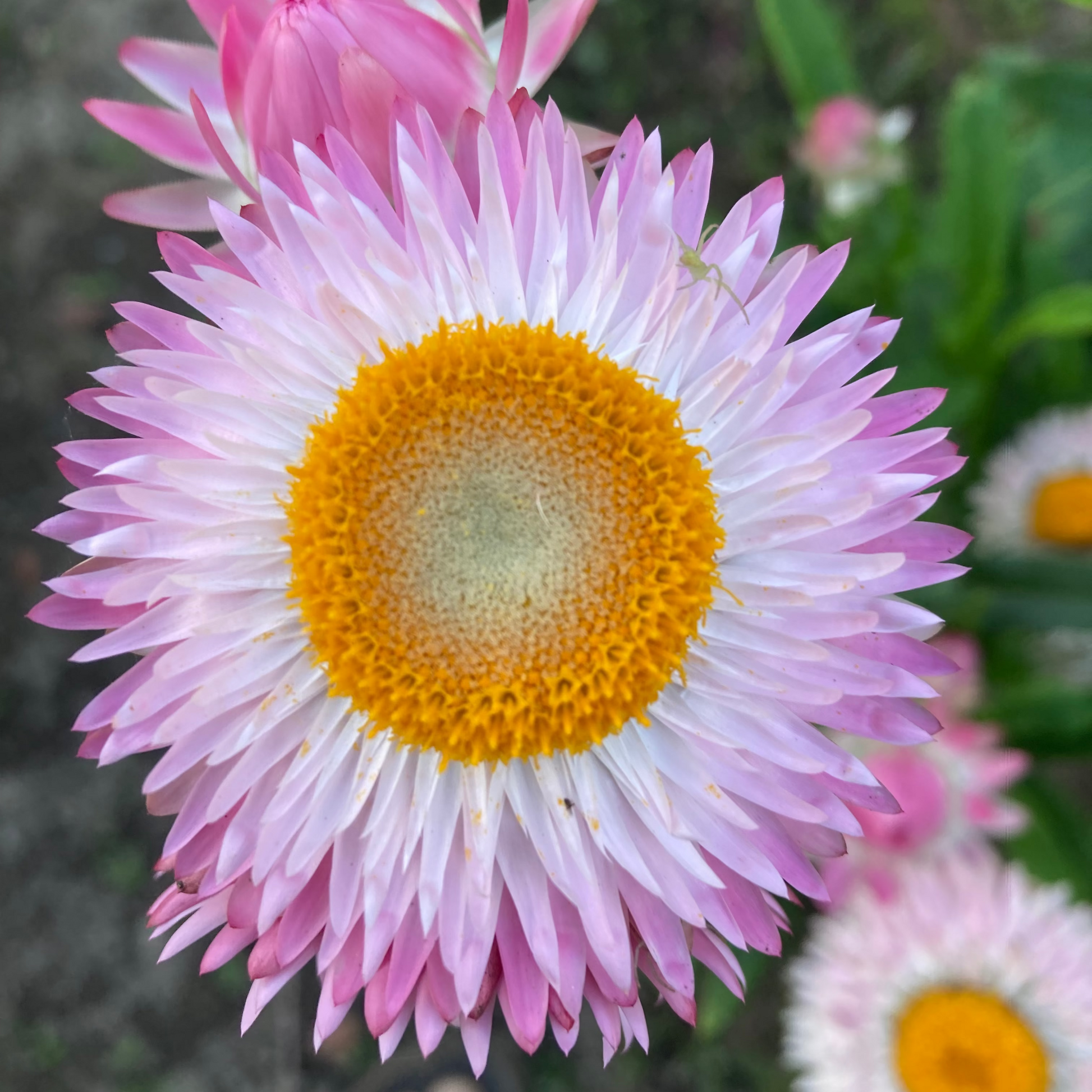 Strohblume Silvery Rose