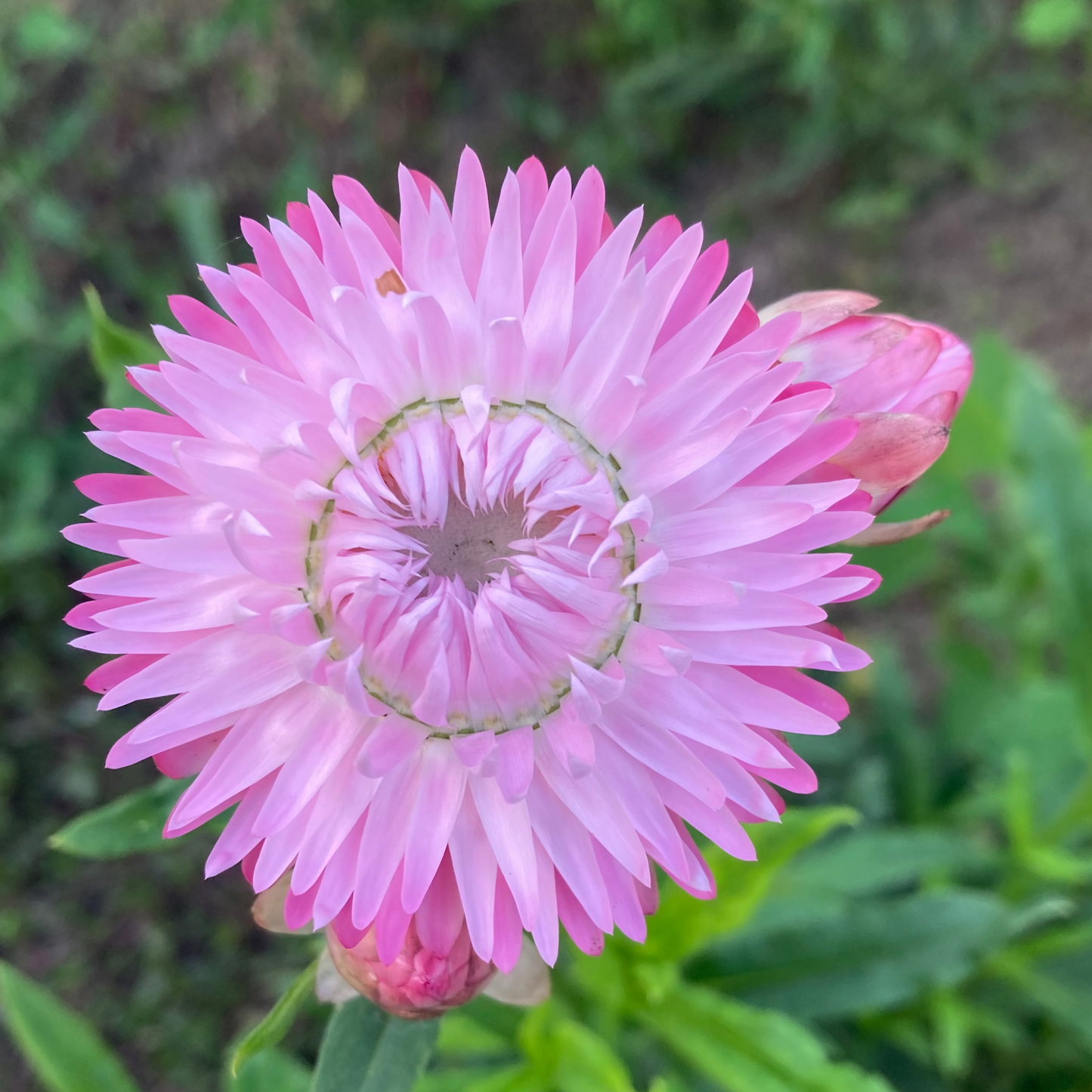 Strohblume Silvery Rose