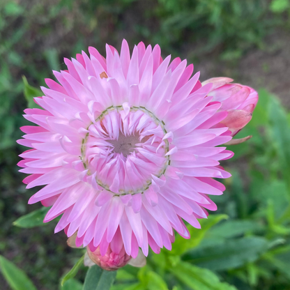 Strohblume Silvery Rose