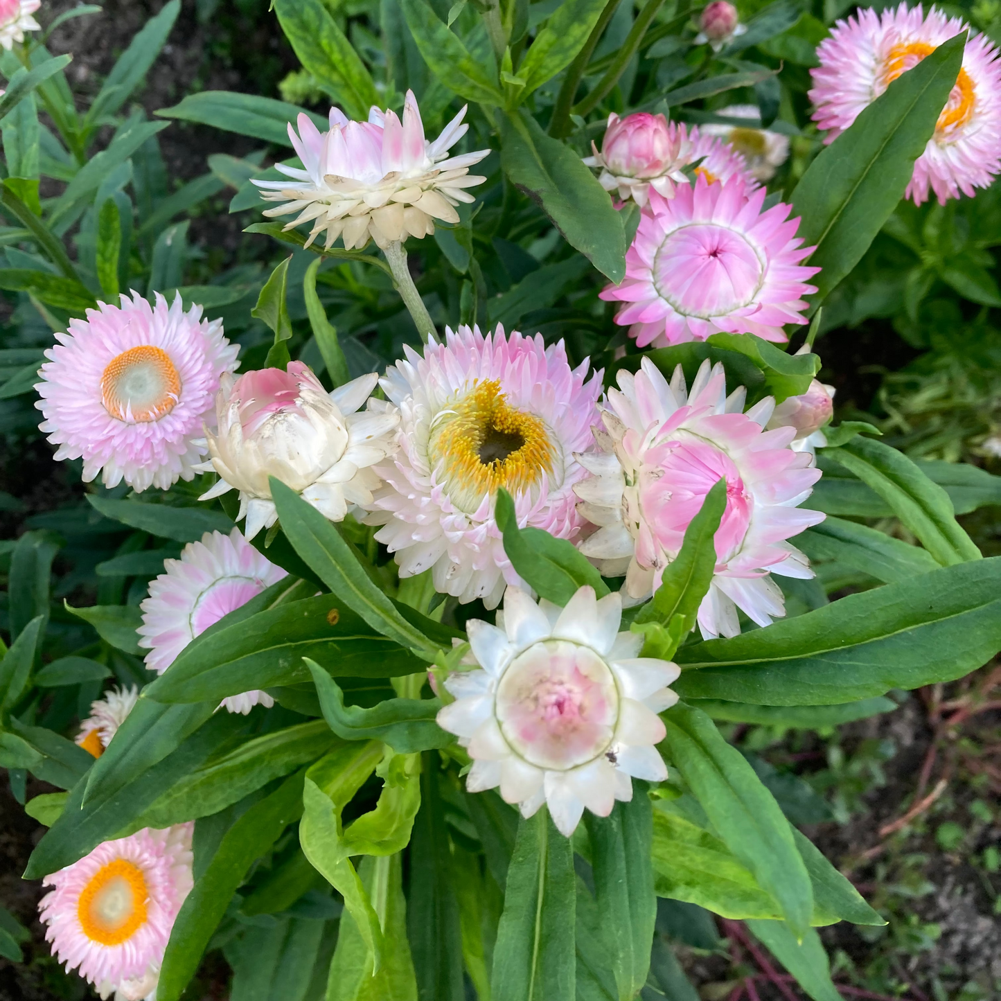 Strohblume Silvery Rose