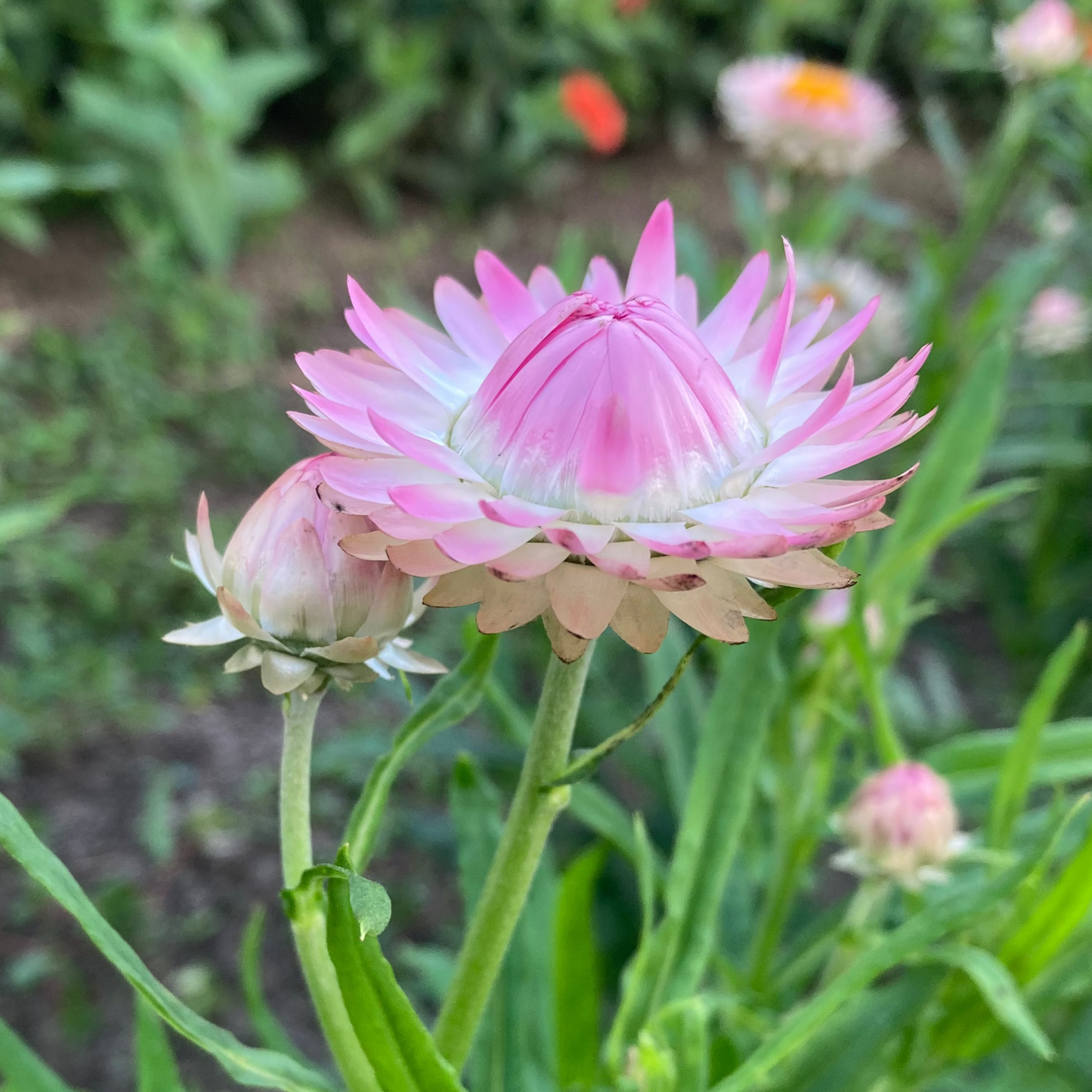 Strohblume Silvery Rose
